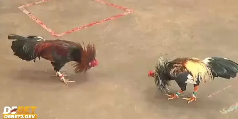 Top 3 loại hình đá gà cựa sắt đặc sắc nhất bạn nên trải nghiệm