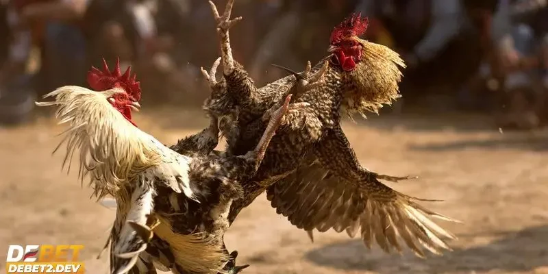 Những nhà cung cấp lớn tại sảnh đá gà Debet