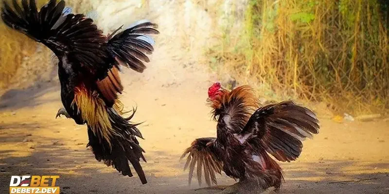 Khám phá những hình thức đá gà Debet độc đáo hàng đầu