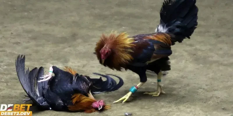 Giới thiệu đá gà Philippines