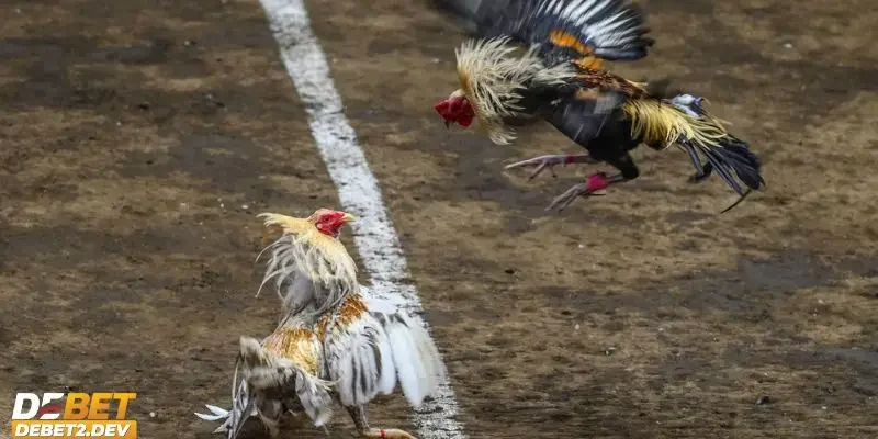 Những yếu tố khiến đá gà Philippines trở thành sân chơi hấp dẫn