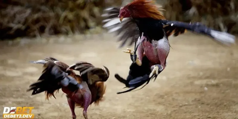 Những giống trong đá gà Philippines phổ biến nhất