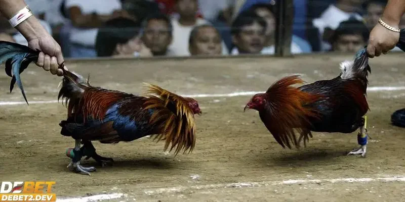 Đá gà Thomo là gì?