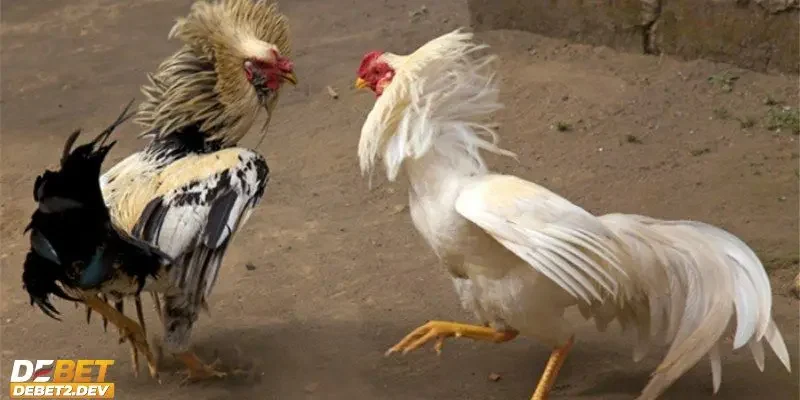 Tổng hợp những thể loại đá gà Thomo phổ biến nhất hiện nay