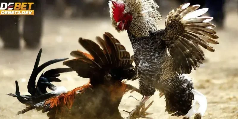 Vì sao đá gà trực tiếp trở thành món "Hot" tại nhà cái?