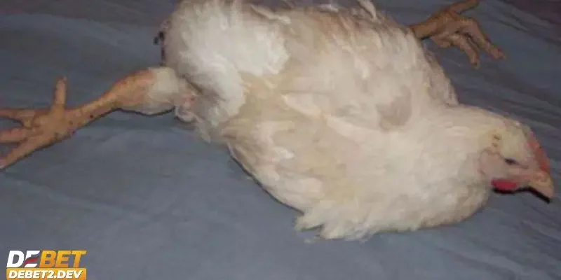 Nguyên nhân phổ biến khiến gà bị sưng khớp chân