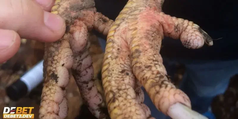 Điều trị gà bị sưng khớp chân với những phương pháp hiệu quả