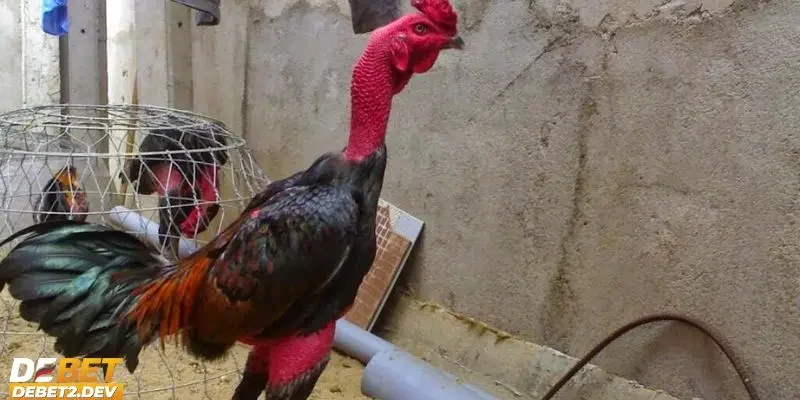 Cách chọn gà chọi hay qua bề ngoài đúng chuẩn nhất